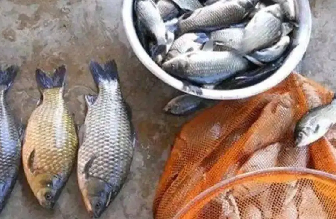 夢到補很多魚 心理學