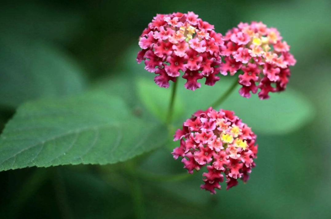 马来西亚 易种花 马来西亚 易种花