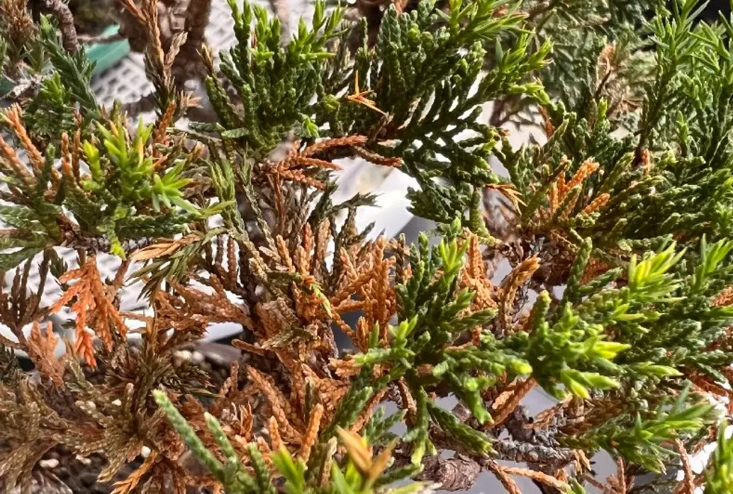 盆栽枯葉病防治