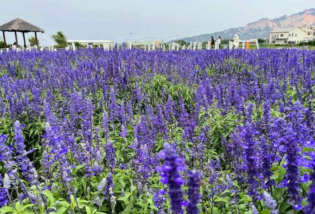 朋友花交通 朋友花交通