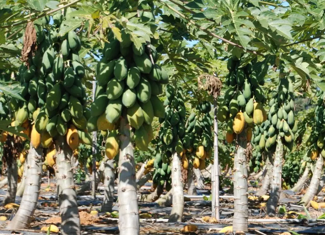 懶人果樹種植