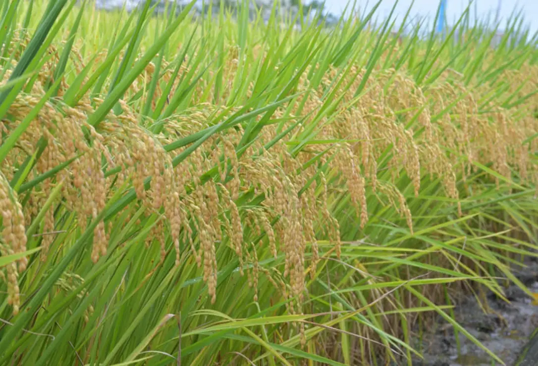 台南11號水稻栽培完整指南：從品種特性到高產秘訣