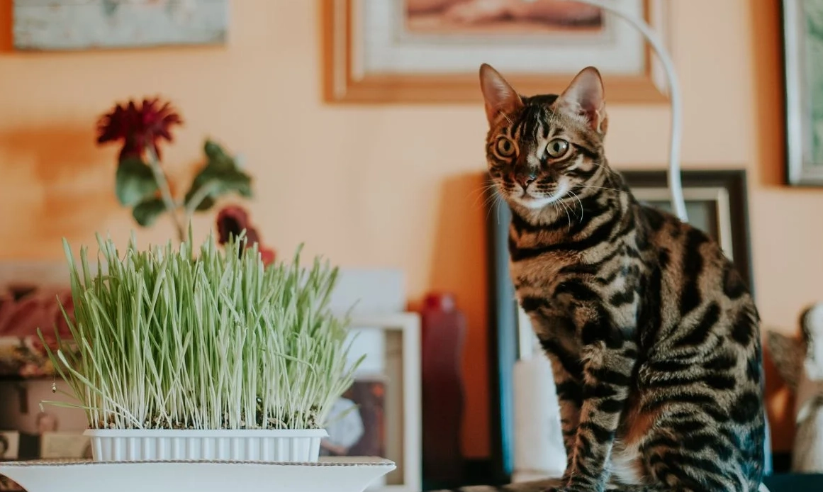 貓咪安全綠植 貓咪安全綠植