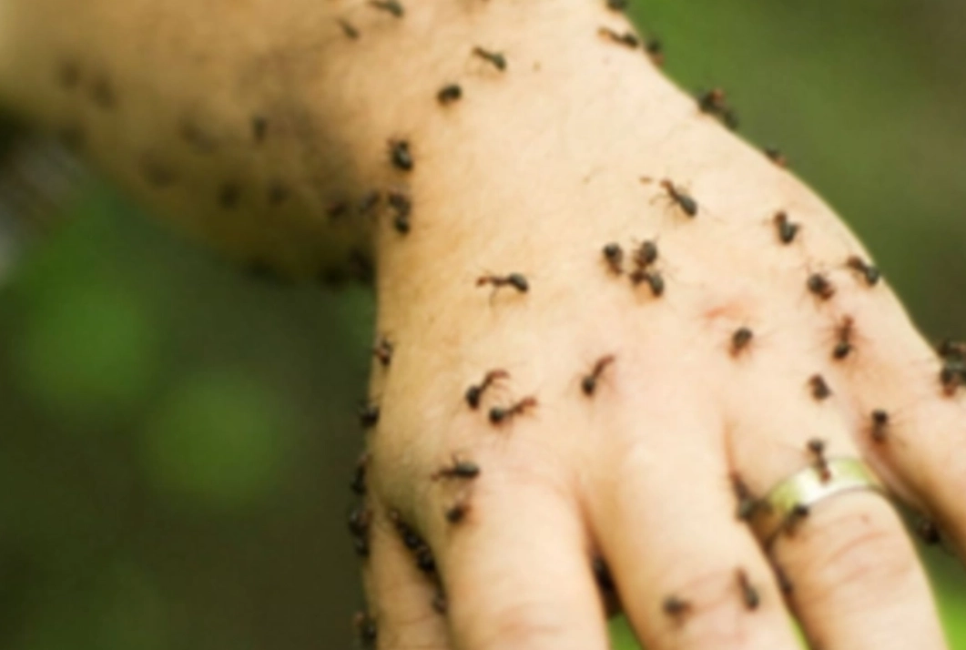 夢見很多螞蟻在身上？完整解析夢境意義與解決方案