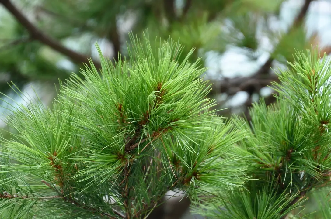台灣五葉松：認識台灣特有種松樹與陽台養護全指南