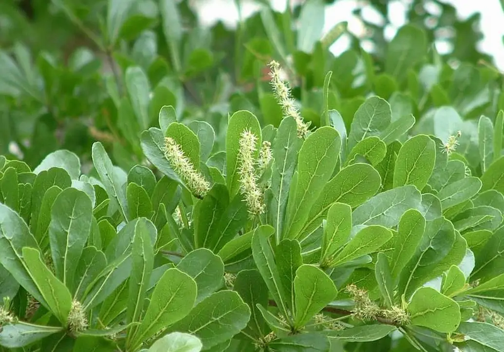 小葉欖仁種植方法