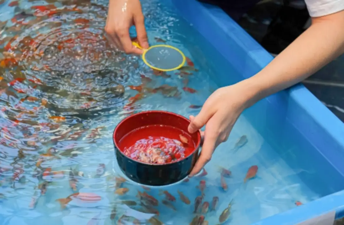夢見撈到魚 解夢 夢見撈到魚 解夢