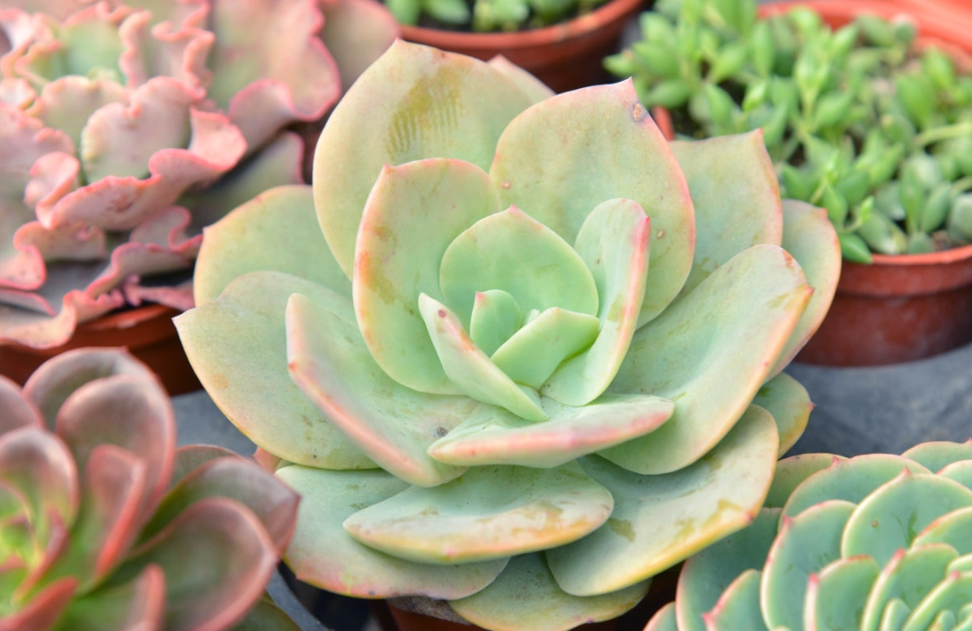 盆栽養護常見錯誤 盆栽養護常見錯誤