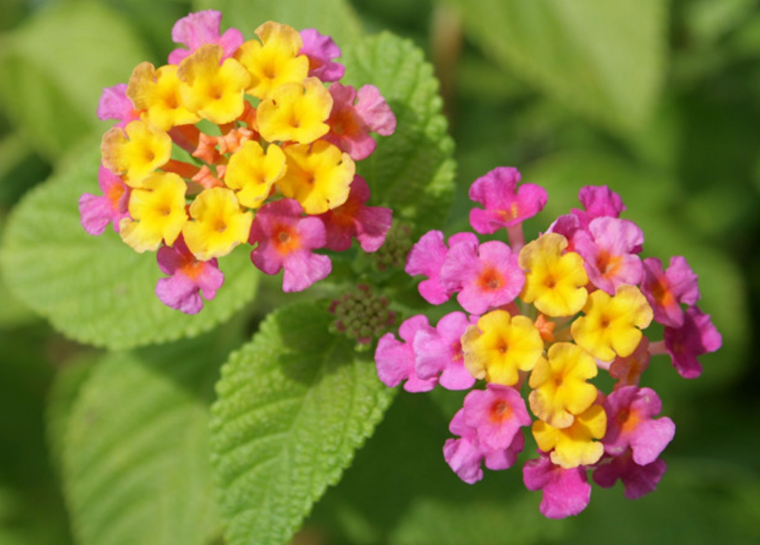 马来西亚花卉种植 马来西亚花卉种植