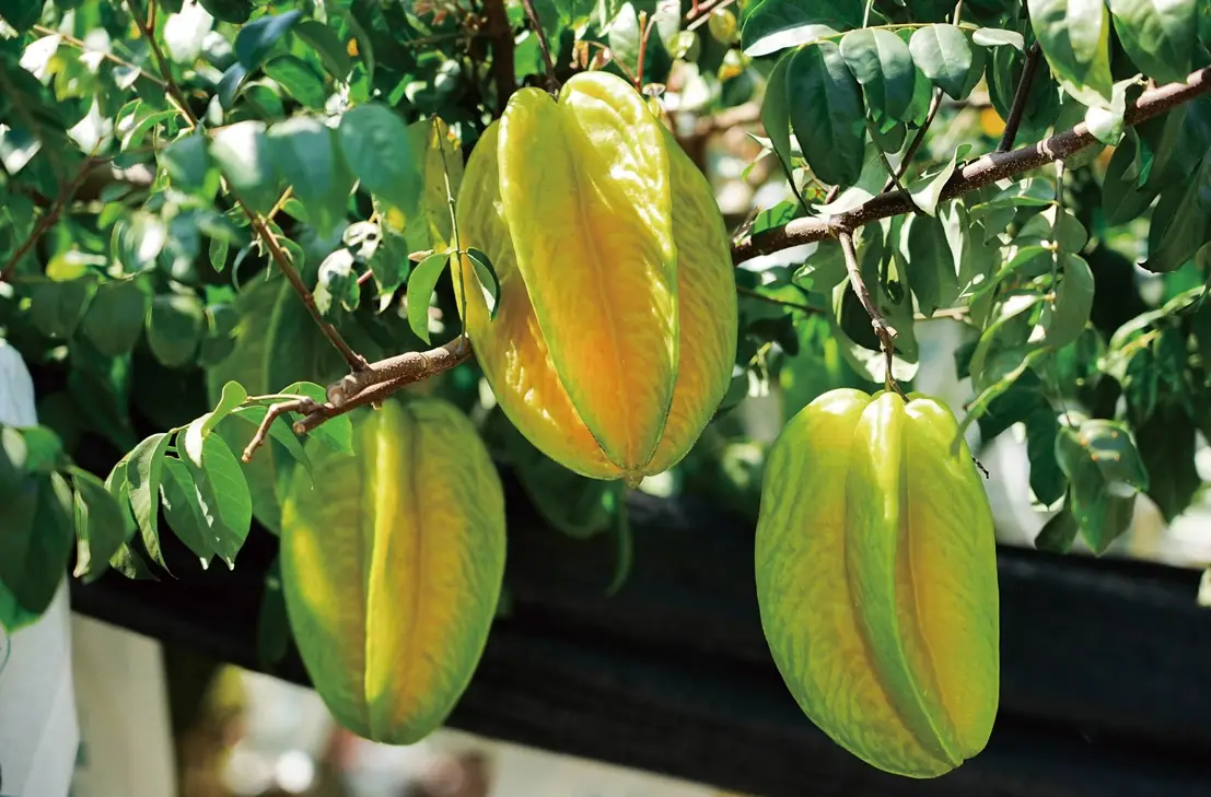 不用照顧的果樹推薦：5種低維護品種與種植全指南