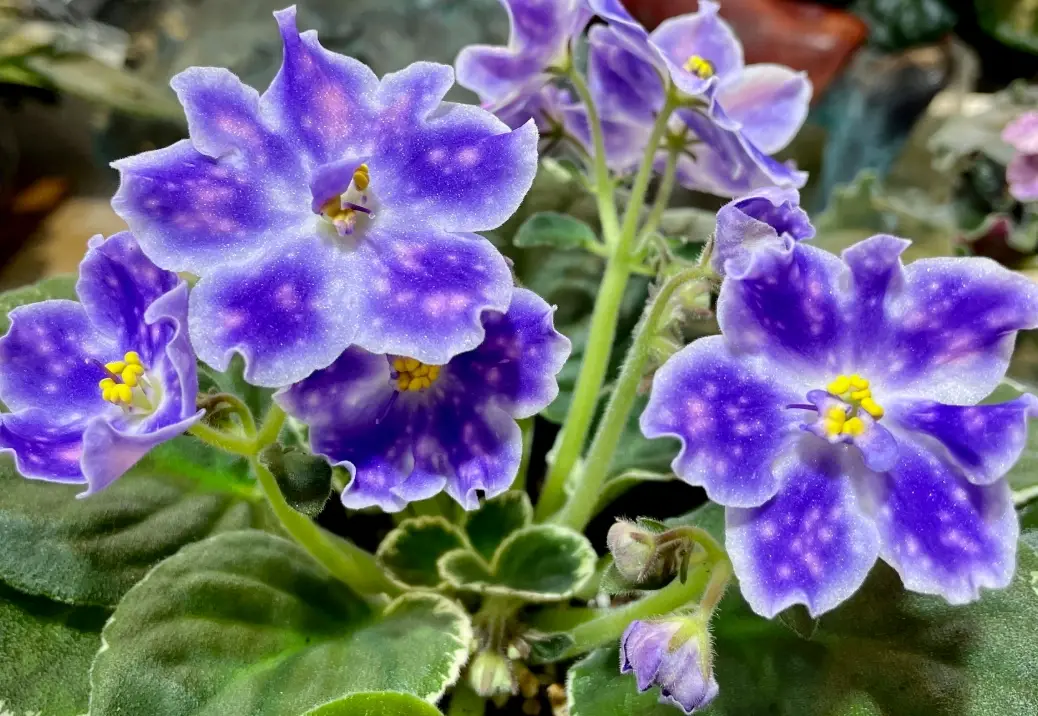 貓咪安全植物 貓咪安全植物