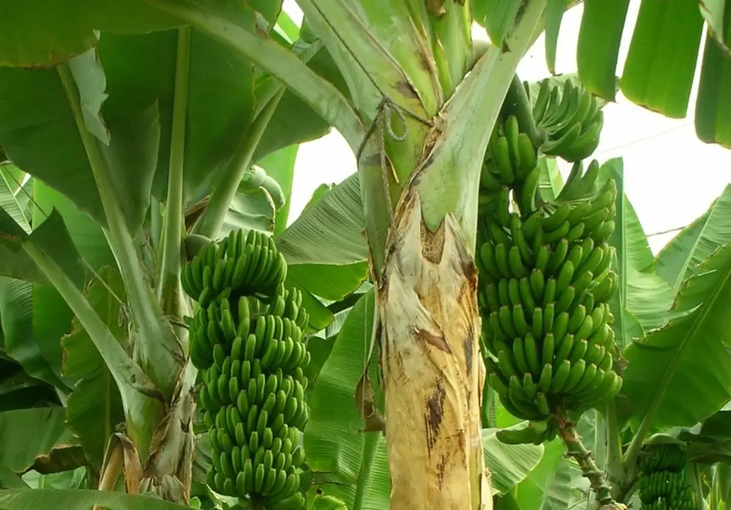 香蕉须根 香蕉须根