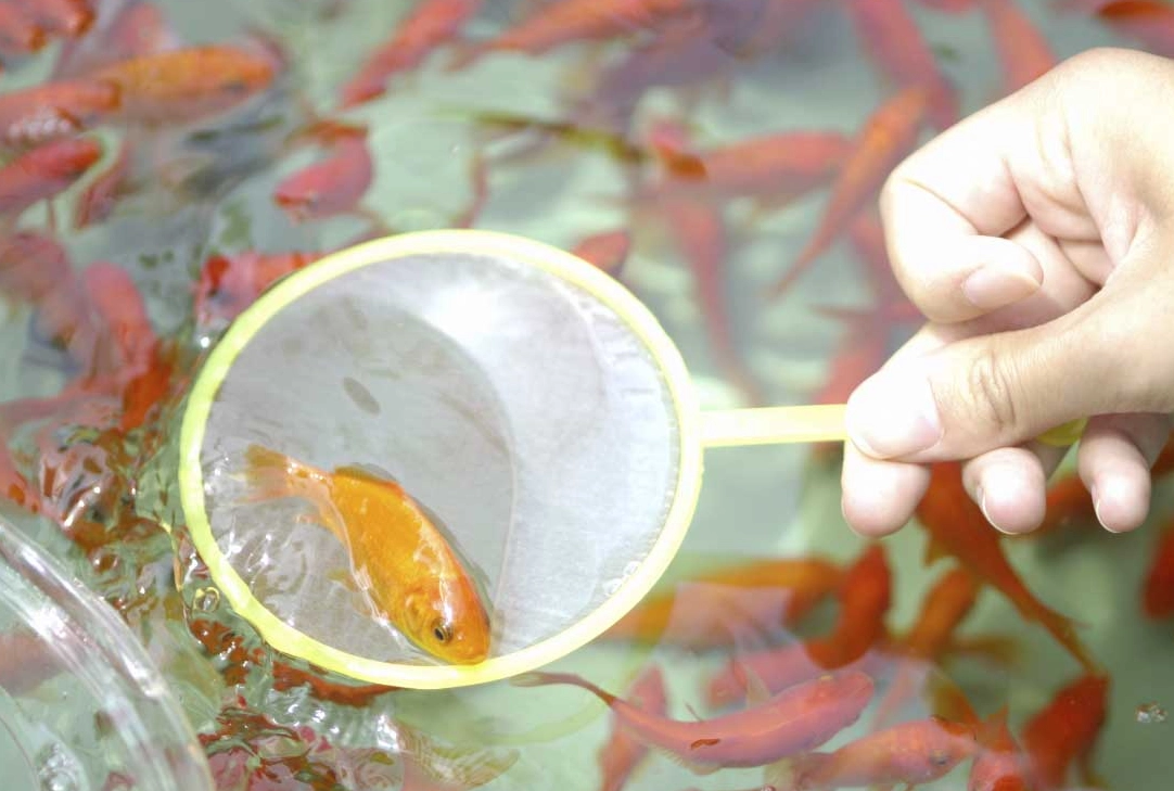 魚夢境 心理學 魚夢境 心理學