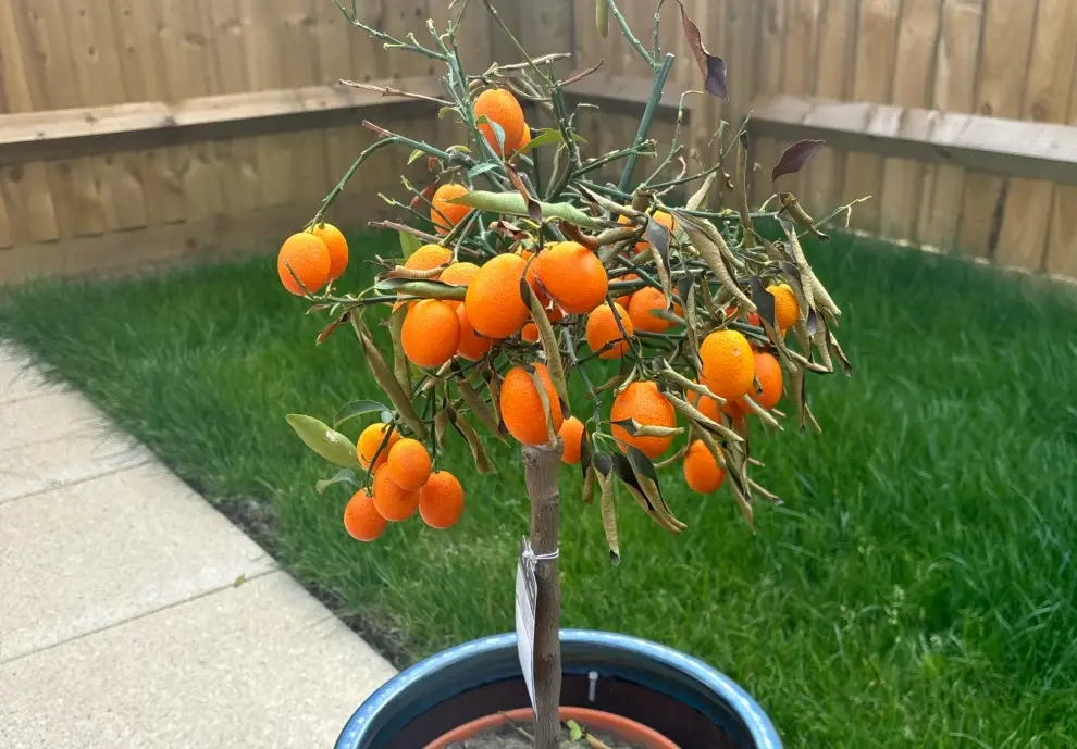 金桔樹病害防治