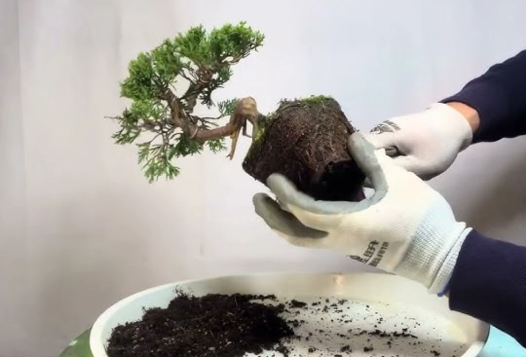 真柏換盆時間全攻略：最佳時機、步驟與專家避坑指南