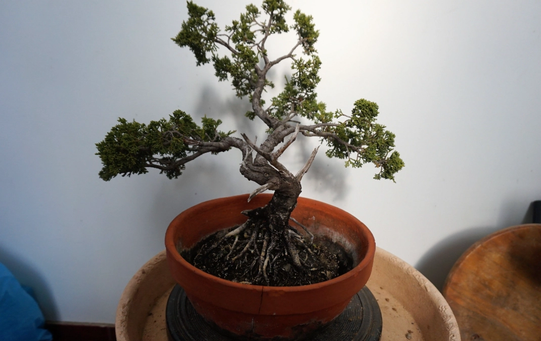 盆景換盆季節 盆景換盆季節