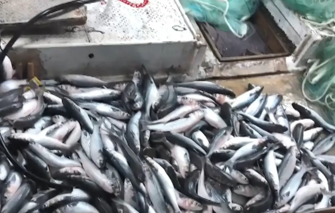 夢到補很多魚 意思