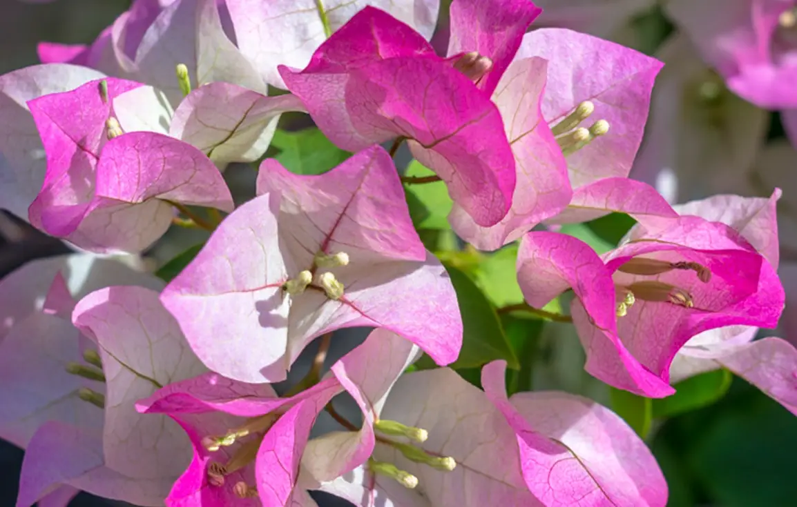 马来西亚花卉种植 马来西亚花卉种植