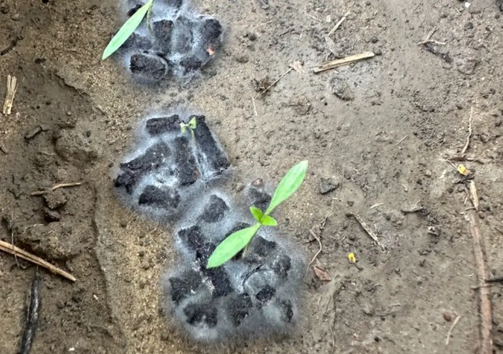 肥料保存技巧 肥料保存技巧
