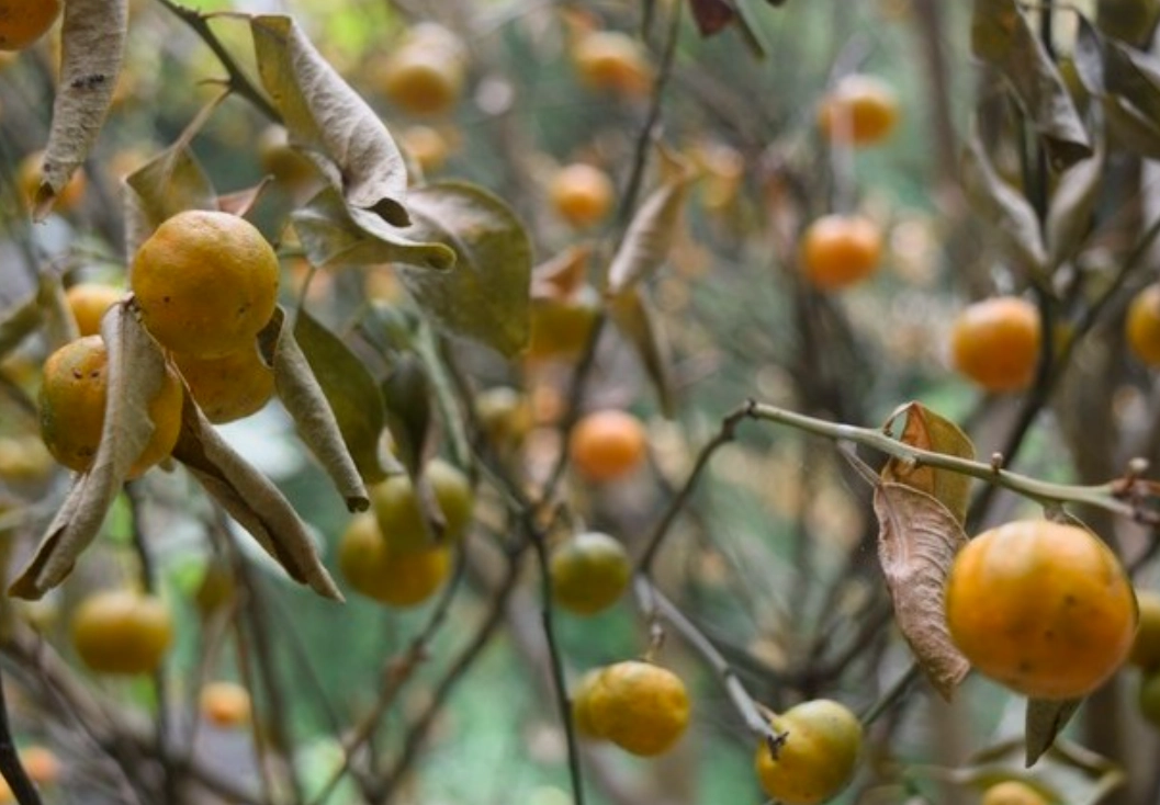 金桔樹病害防治