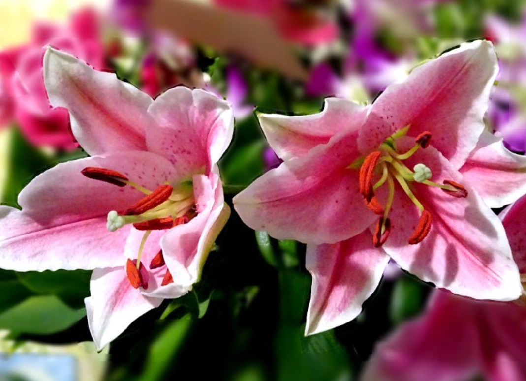 百合花 貓 中毒 百合花 貓 中毒