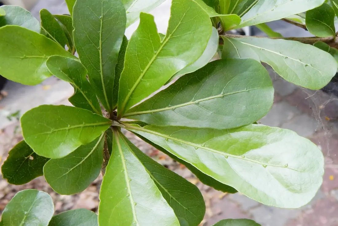 小葉欖仁照顧秘訣