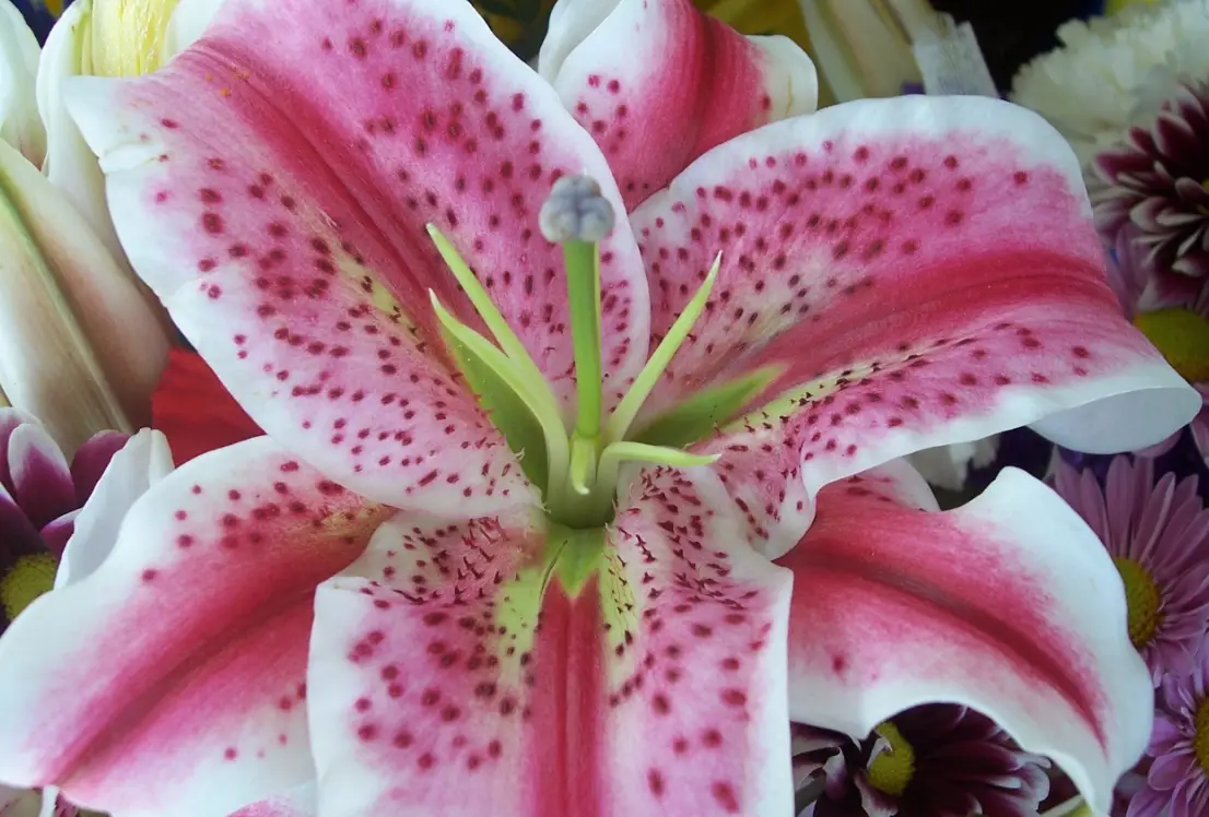 對貓無毒的花 對貓無毒的花