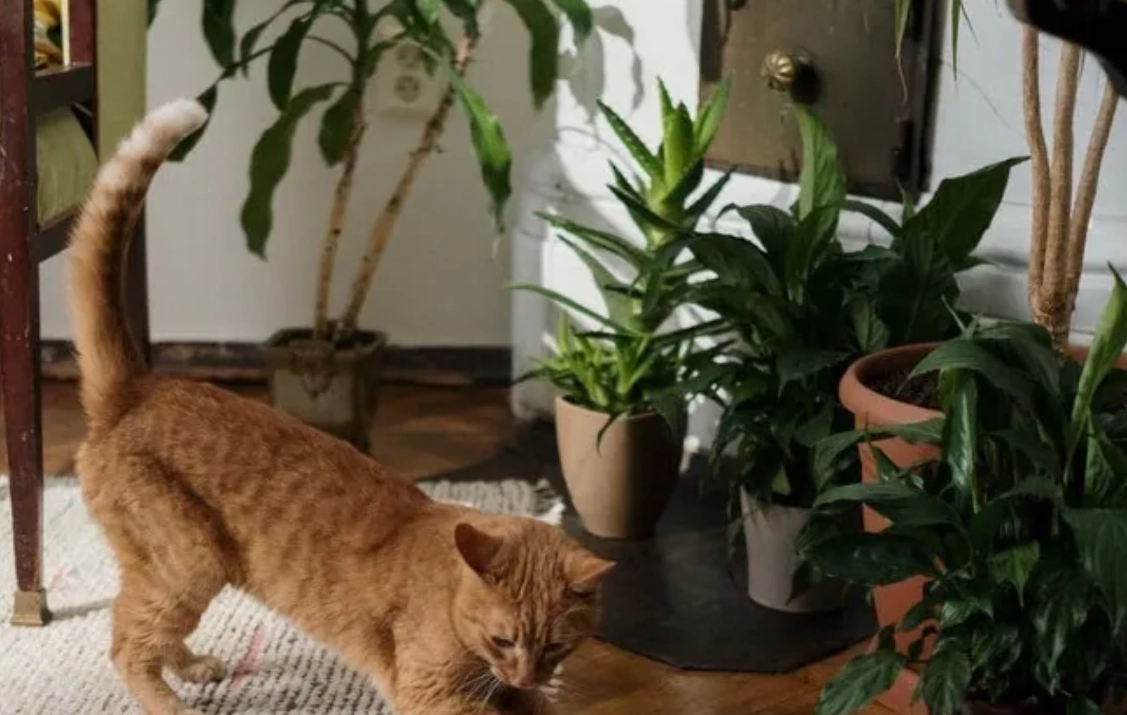 貓咪安全綠植 貓咪安全綠植