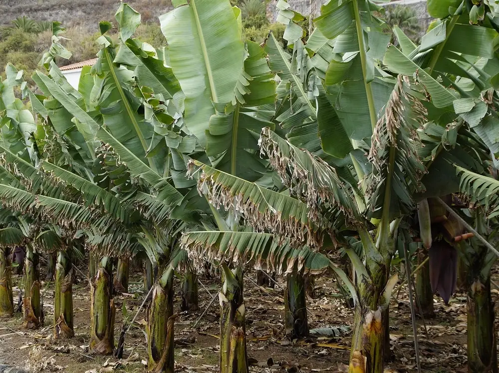 香蕉树是主根还是须根？完整解析香蕉根系类型与种植秘诀