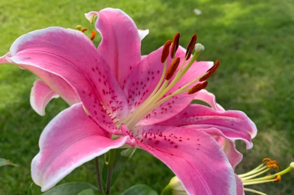 百合花 毒性 百合花 毒性