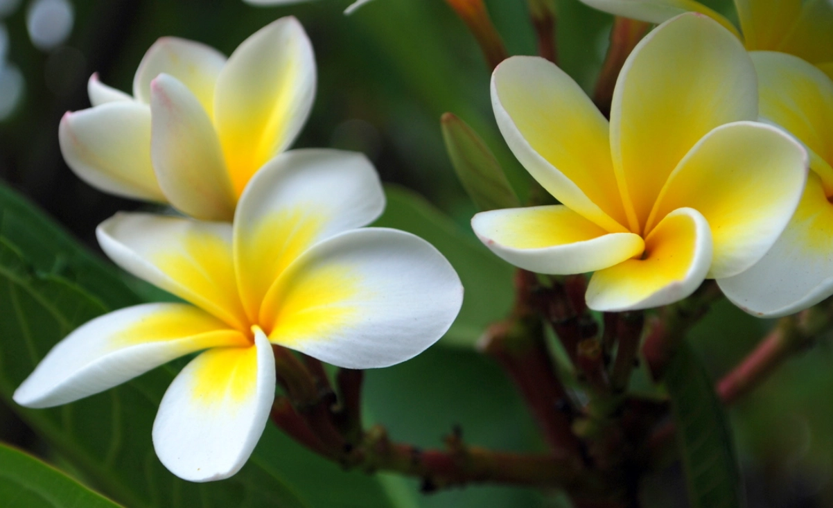 马来西亚 易种花