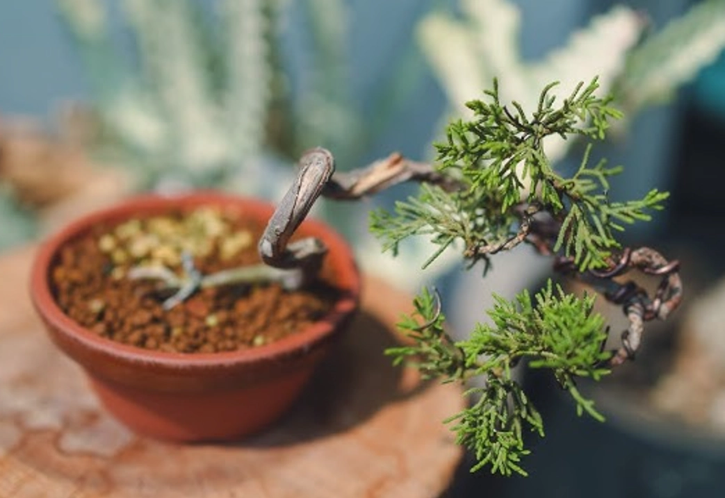 真柏換盆步驟 真柏換盆步驟