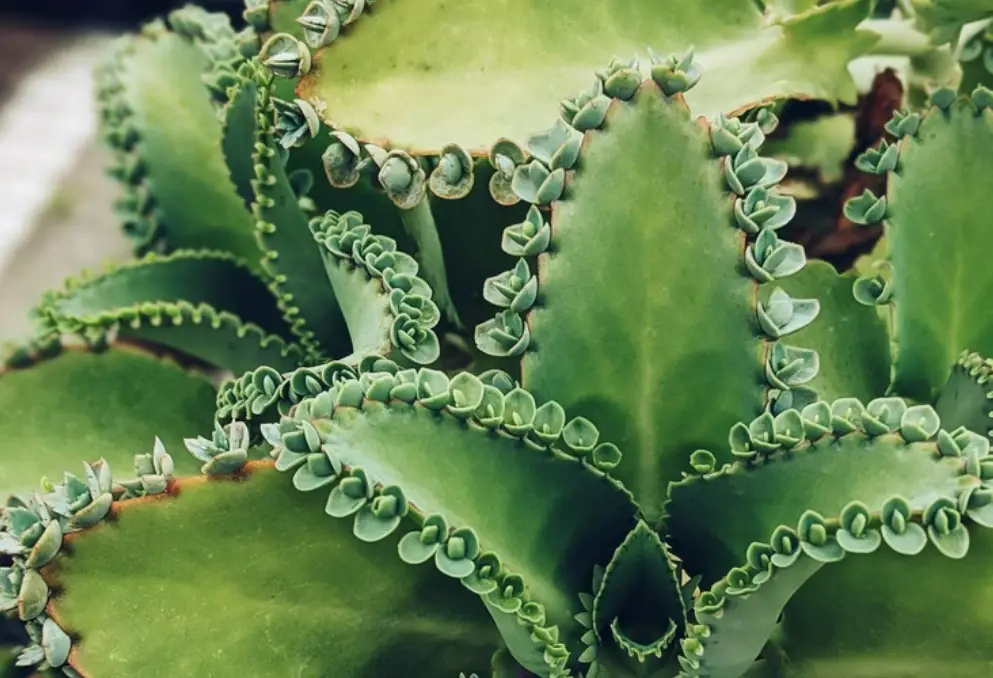 落地生根副作用 落地生根副作用