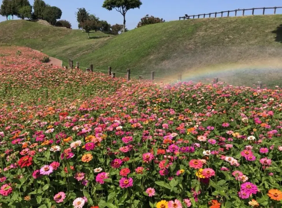 朋友花景點 朋友花景點