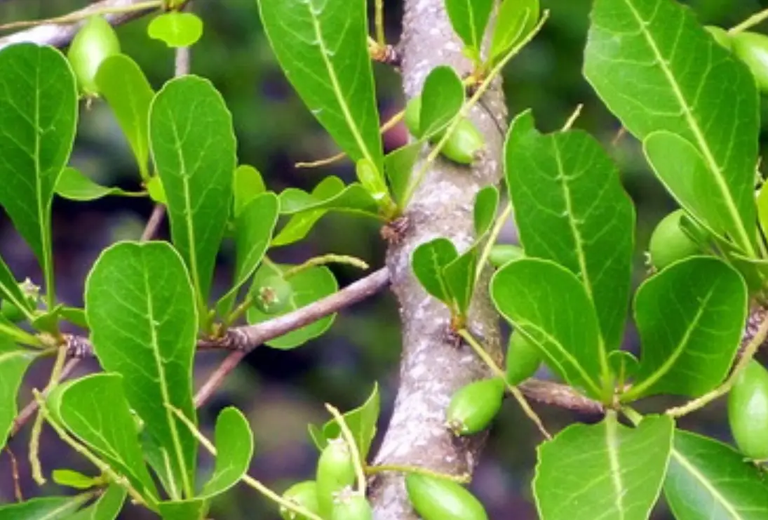 小葉欖仁照顧秘訣