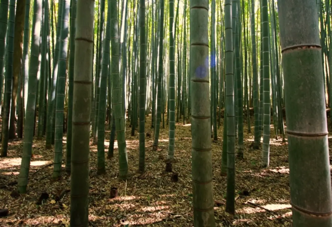 竹子生長環境全攻略：從選種到養護，打造你的綠意庭園