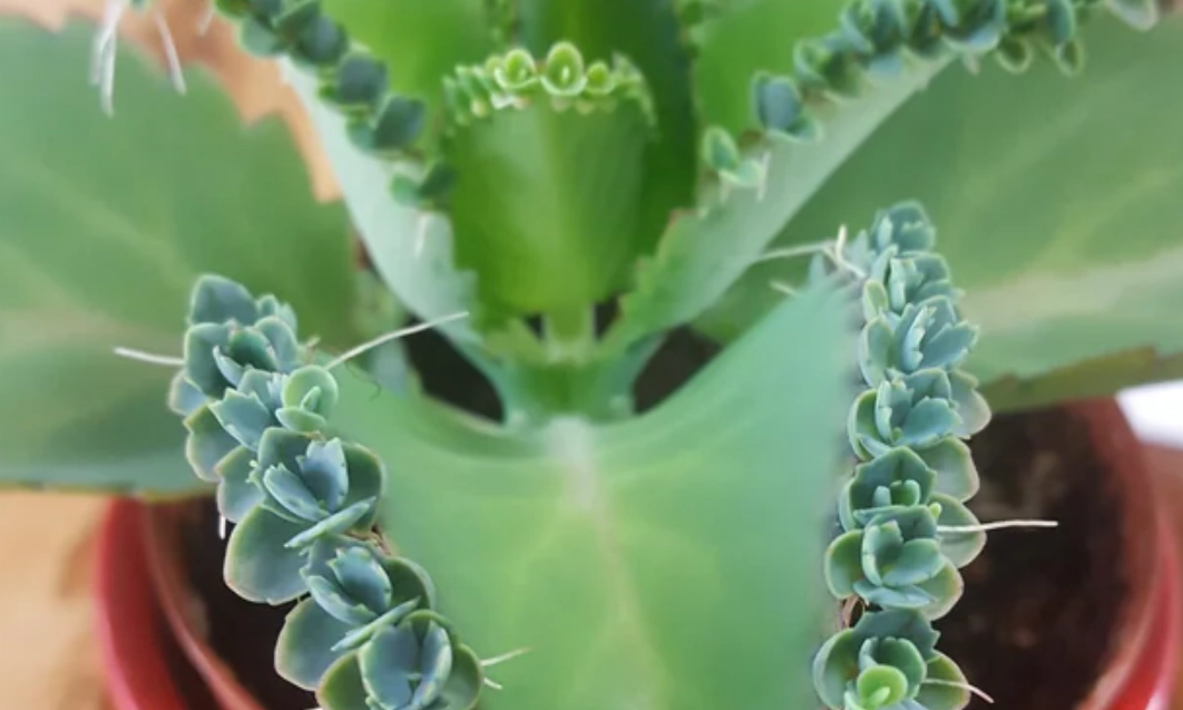 落地生根用法 落地生根用法