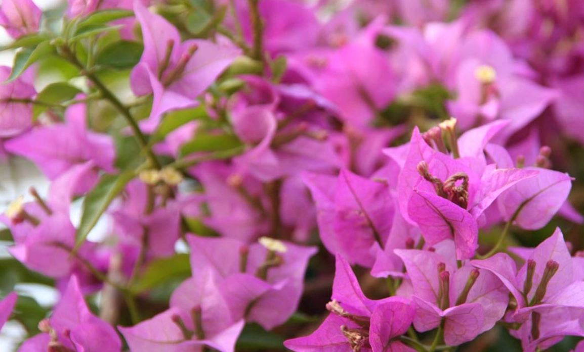 马来西亚最容易种的花：5种新手必种推荐与养护全攻略