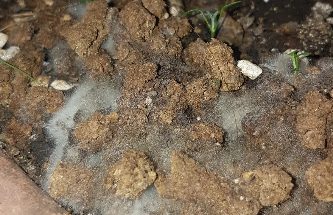 有機肥發霉處理 有機肥發霉處理