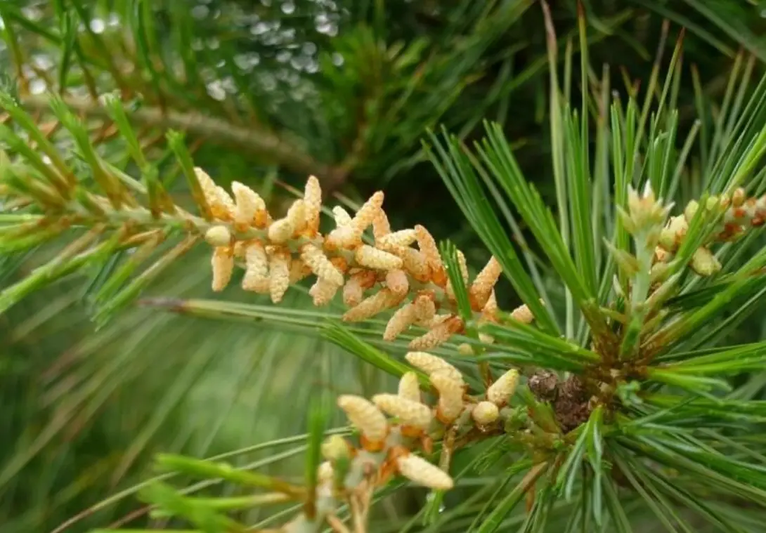 台灣特有種松樹