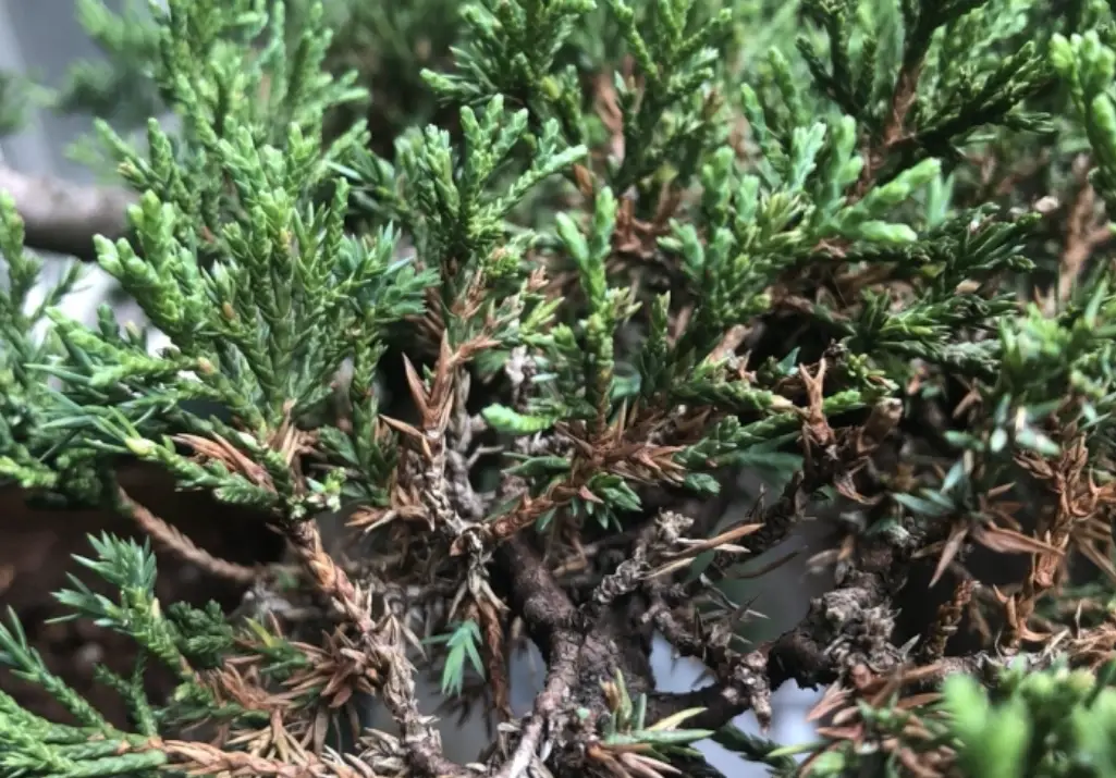 盆栽枯葉病防治