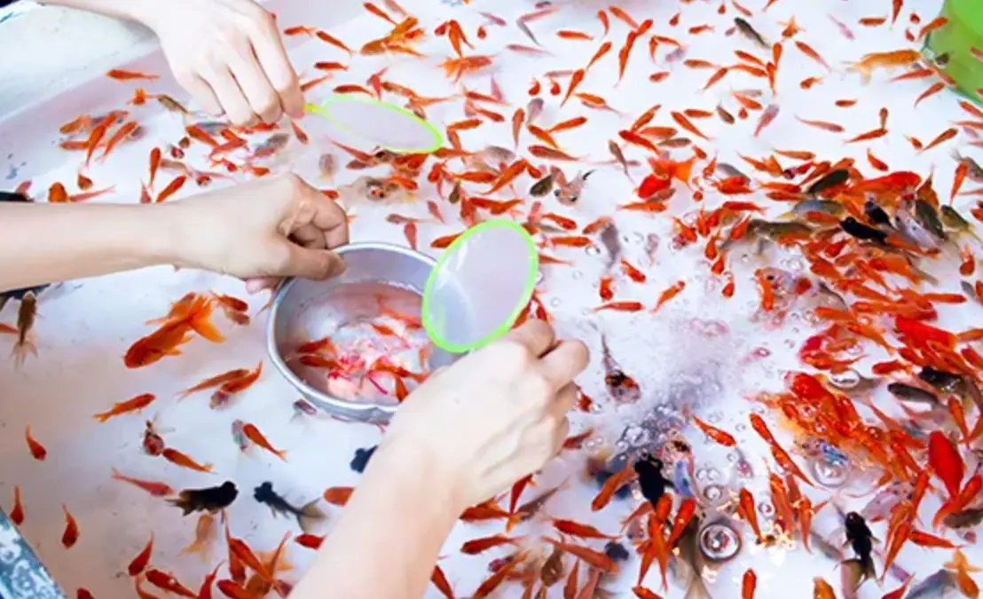 夢見撈到魚 解夢 夢見撈到魚 解夢