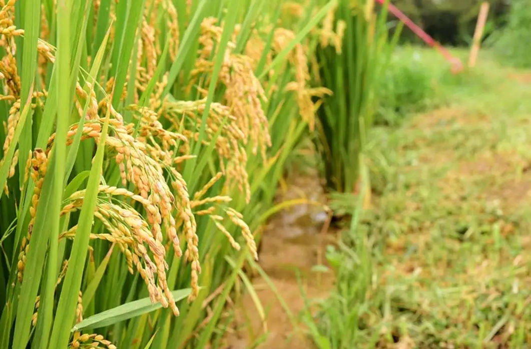 水稻種植 水稻種植