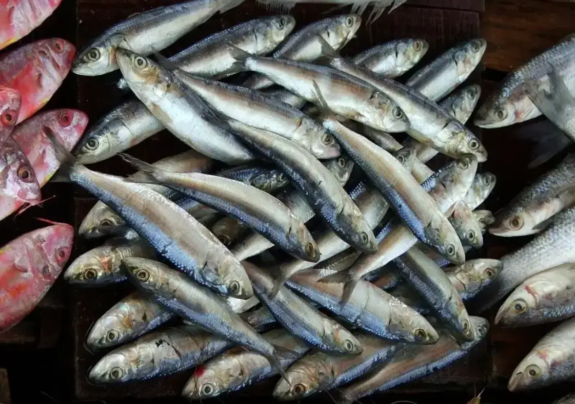 夢到補很多魚的深層解析：從心理學到生活啟示