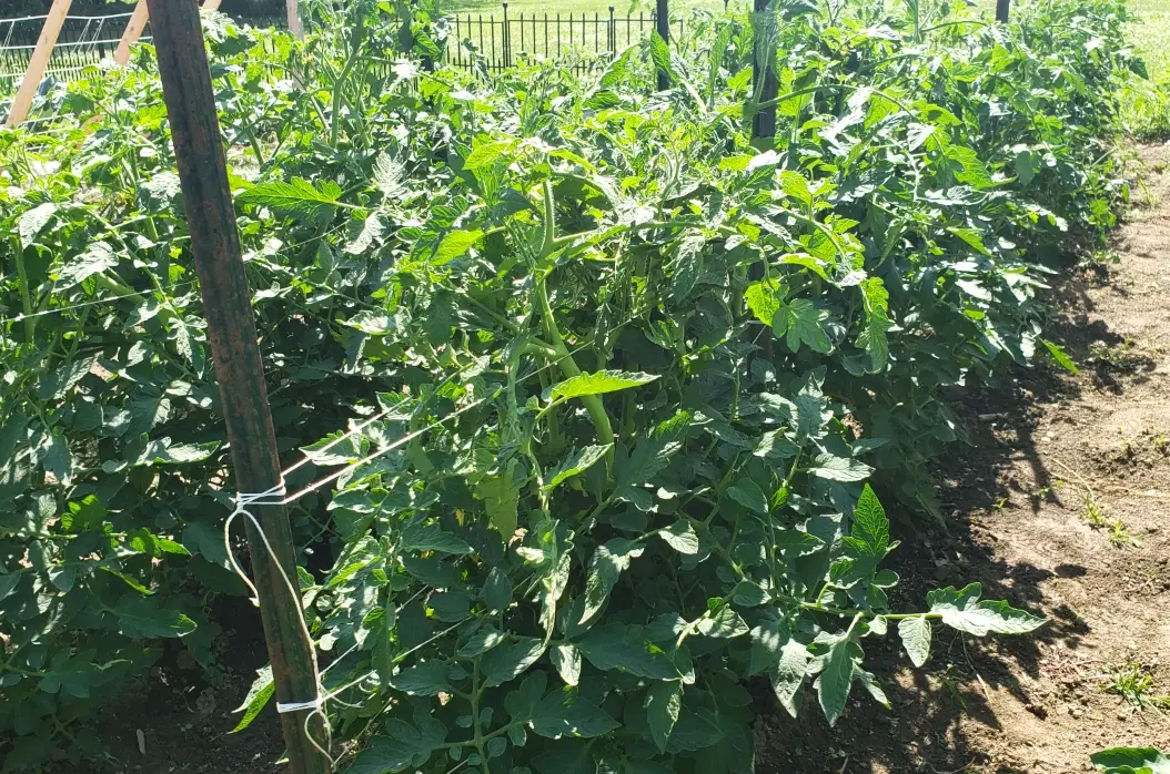 番茄種植支架 番茄種植支架