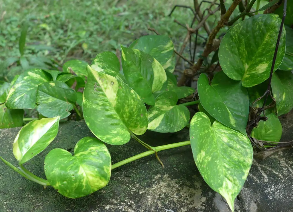 植物殺手盆栽：避開5大地雷，拯救你的室內綠植