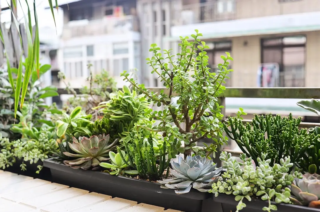 懶人陽台盆栽 懶人陽台盆栽