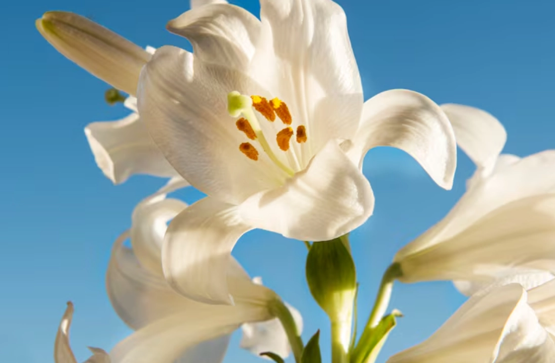 百合花 毒性 百合花 毒性