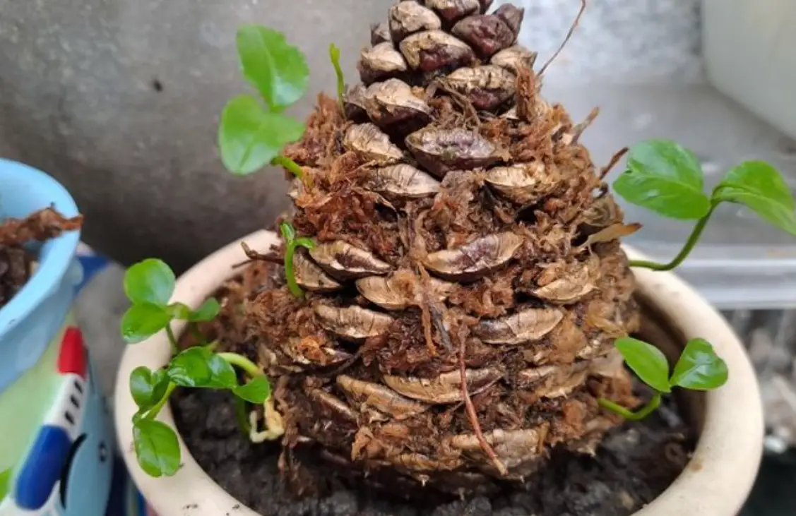 松樹盆栽養護 松樹盆栽養護