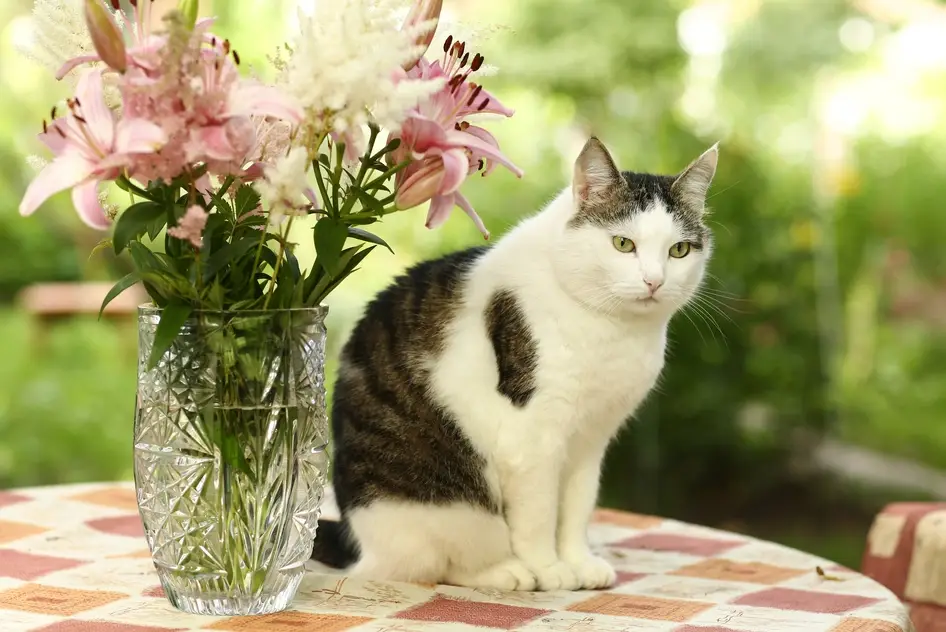 百合花對貓的毒性